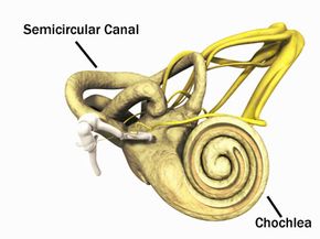 Inner ear