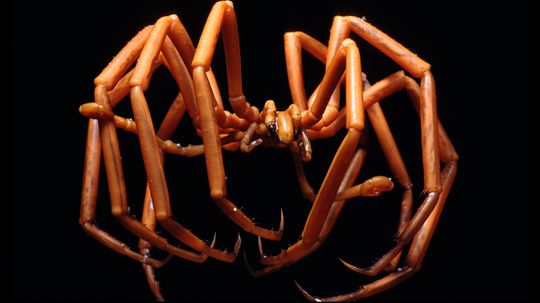Sea Spiders Pump Blood With Their Guts, Not Their Hearts