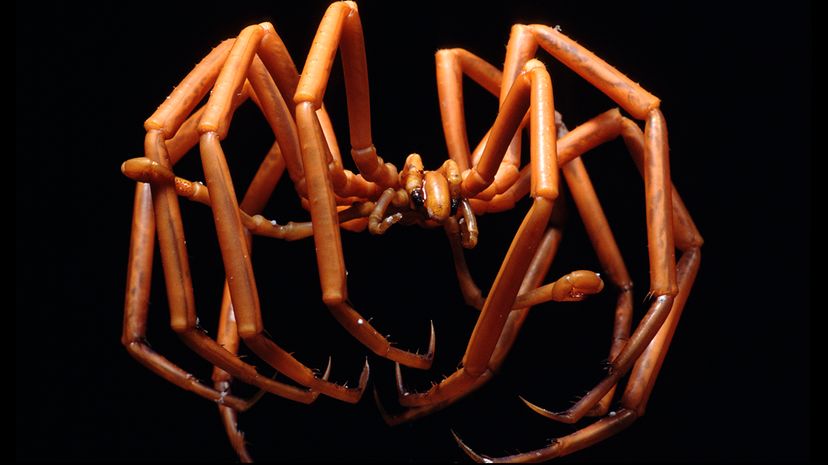 sea spider, ammothea