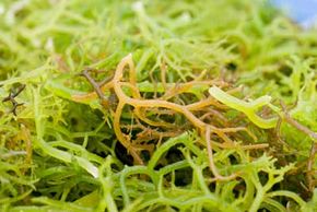 Would you eat this seaweed? They do in Canada. See more pictures of international snacks.