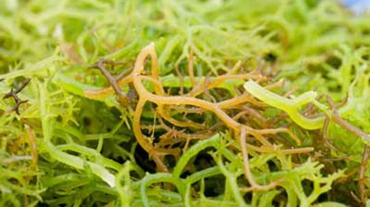 What is carrageenan?