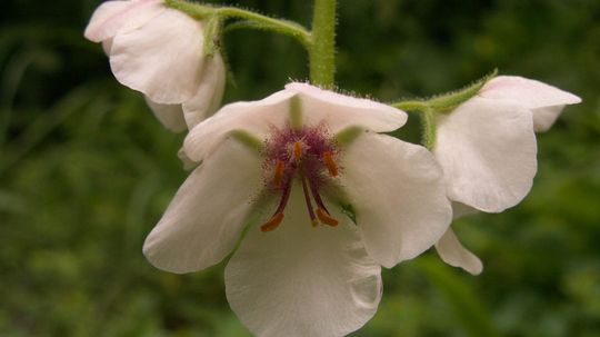 142-year-old Seed Experiment Continues to Amaze