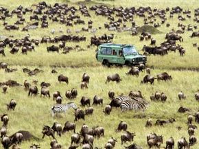 4X4 Driving Through a Grazing Herd of Blue Wildebeest