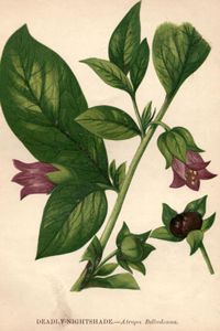 Illustration of deadly nightshade