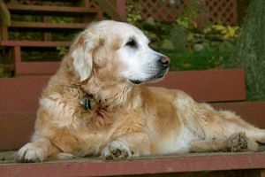 senior Golden Retriever