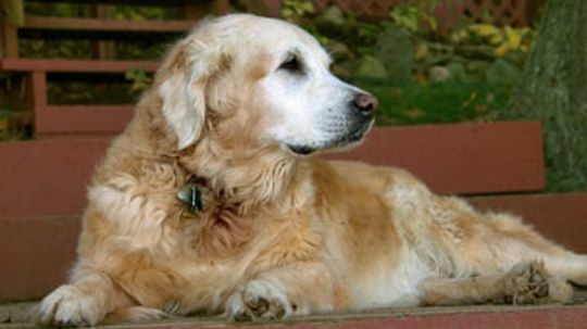 What ingredients are important in senior dog food?