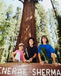 没有谢尔曼将军树的红杉之旅是不完整的，谢尔曼将军树是世界上最大的活树，高275英尺(84米)。＂border=