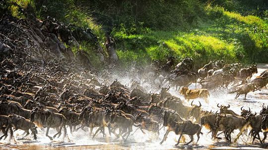 塞伦盖蒂（Serengeti）的指南，大移民的故乡“border=