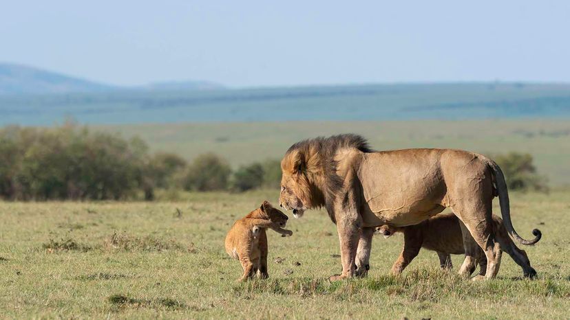 lion and cub