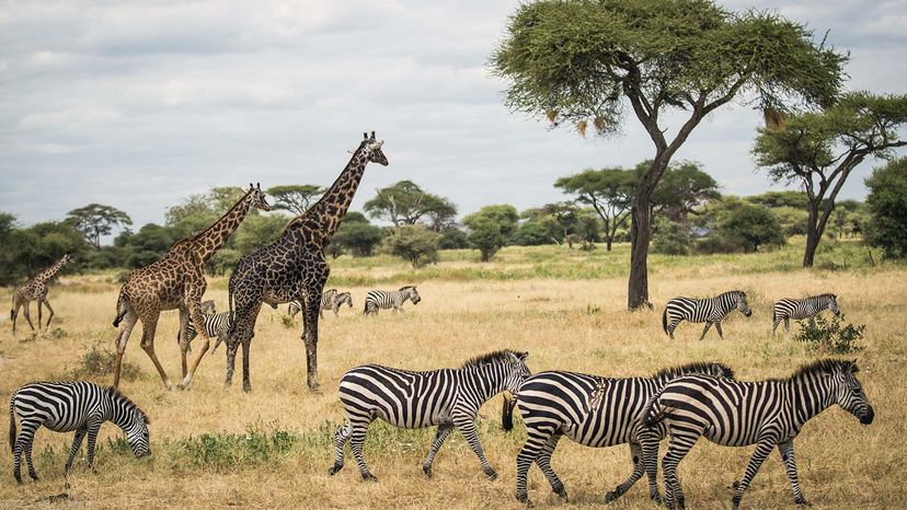 Serengeti National Park