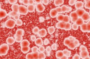 red blood cells