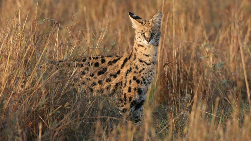 serval	