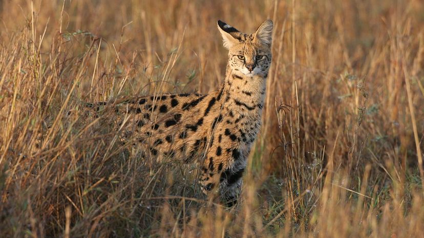 serval jumping for bird