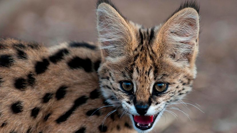 serval jumping for bird