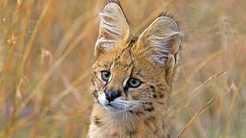 The Serval Stands Tall and Jumps Like A Champion | HowStuffWorks