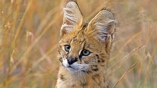 The Serval Stands Tall and Jumps Like A Champion