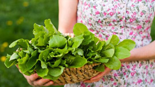 What veggies can you grow in a shady yard?