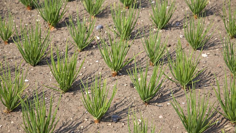 Shallots Are Onions' Cute Little Cousins