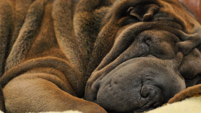 Why are Shar Pei dogs so wrinkly?