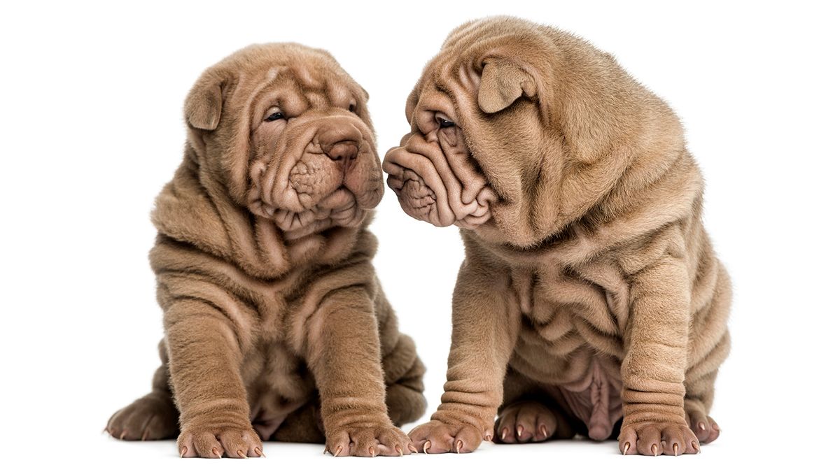 Full breed best sale shar pei