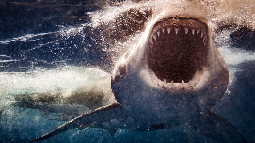 10 Most Dangerous Places for Shark Attacks