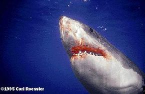 Can Sharks Smell Period Blood? Why They Won't Attack – Rael