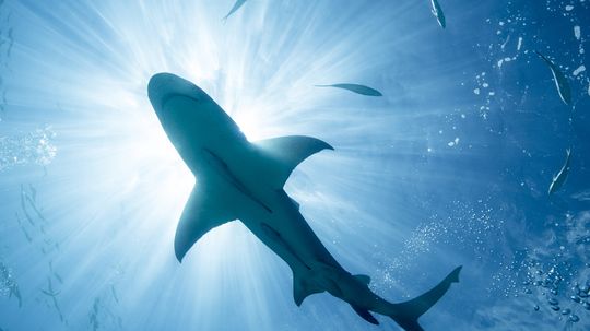 Can wearing magnets really repel sharks?