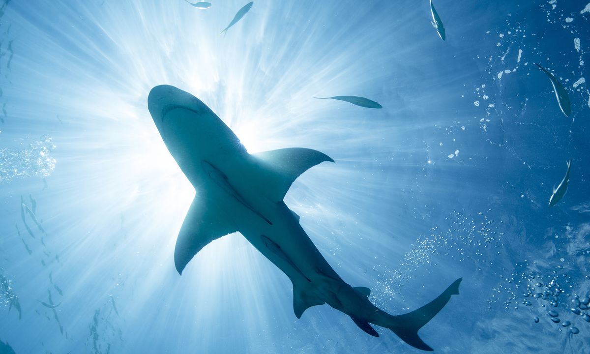 Can wearing magnets really repel sharks? | HowStuffWorks