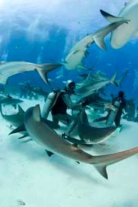 How Tiger Sharks Work