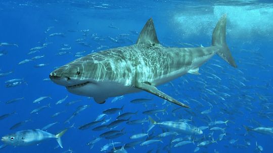Amazing Animals: Shark Quiz
