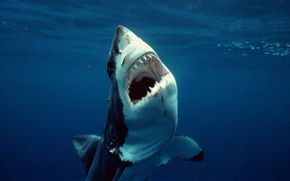 Great white shark