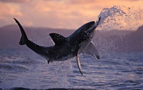 A great white shark leaps from the water off the coast of South Africa.