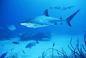 Bull shark