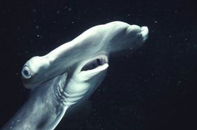Hammerhead sharks are characterized by their wide head structure. The sharks eyes and nostrils are positioned at the ends of these protrusions.