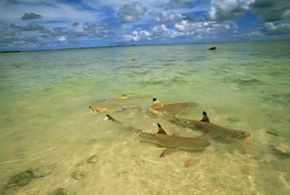 Sand sharks