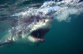 Great white shark