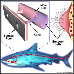 Water flows through the lateral line systems. Vibrations in the water stimulate sensory cells in the main tube, alerting the shark to prey and predators.