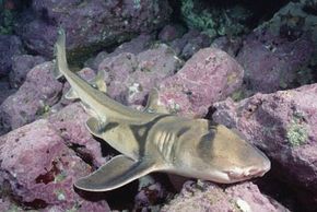 There's nothing wrong with this Port Jackson shark; it's just buccal breathing.