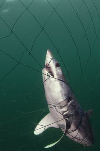 Even in oxygen-rich water, a net will impair a shark's movement so it can't breathe.