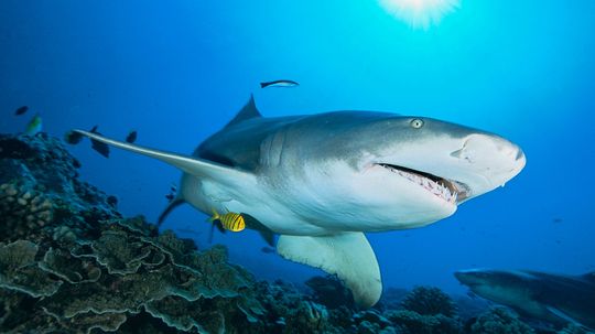 Will a Shark Drown if It Stops Moving?