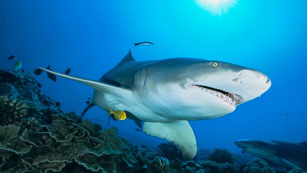 sicklefin lemon shark 