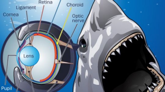 How do sharks see, smell and hear?