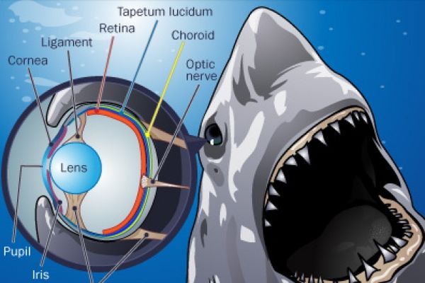 shark eye diagram