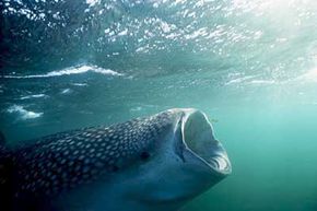 Meals made easy. A whale shark filter feeds with its mouth wide open.