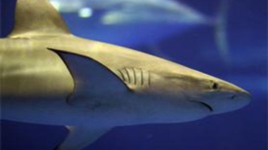 Shark Finning - The Big Picture of a Big Problem