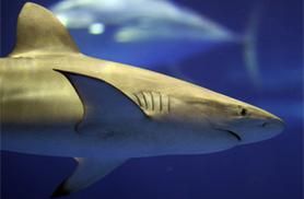 shark swimming in sea