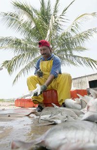 A fisherman cleans a small hammerhead shark at Boca del Asadero, state of Nayarit, Mexico.