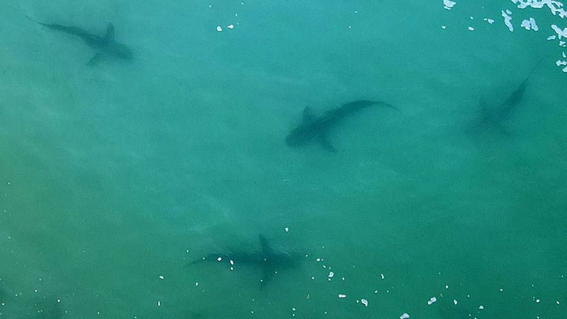 Aerial view of sharks swimming in the shallows of the Mediterranean Sea. 