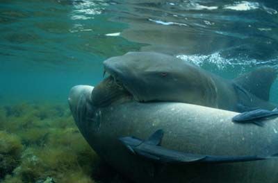 mating nurse sharks