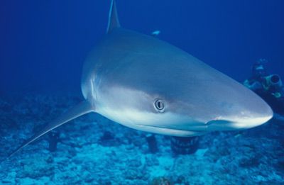 Silvertip Shark head (Carcharhinus albimarginatus), Burma (Myanmar), Indian Ocean.